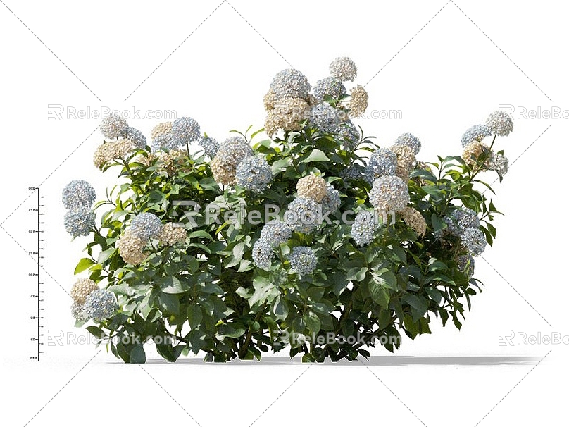 Hydrangea Purple Sunflower Hydrangea Hydrangea Hydrangea Flower Shrub Flowers Common Flowers Garden Flower Mirror Ornamental Flowers 3d model