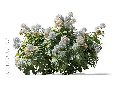 Hydrangea Bush With Blue And White Blooms And Lush Green Leaves In Garden 3d model