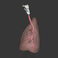 Detailed 3D Anatomical Lung Model With Trachea And Bronchial Structure