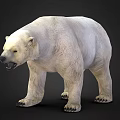 Realistic Polar Bear With Thick White Fur And Powerful Standing Pose 3d model