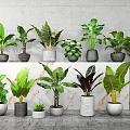 Lush Potted Bonsai Plant With Large Green Leaves In Indoor Gray Wall Setting