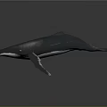 Realistic 3D Whale Model Displayed with Detailed Features on Dark Background