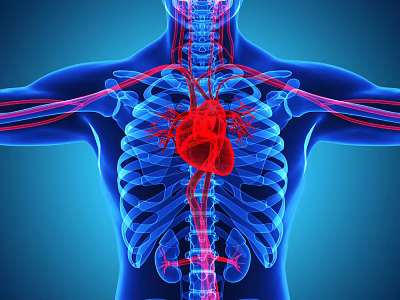 Medical Device for Human Anatomy Visualization with Skeleton Heart and Blood Vessels 3d model