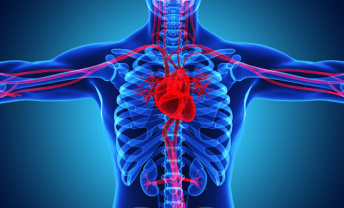 Modern Cardiovascular Perspective 3d model