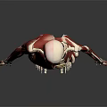 Detailed 3D Human Limbs Anatomical Model Displaying Skeleton And Muscle Structure