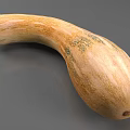 Butternut Squash Vegetable with Orange Color Green Speckles Curved Shape Smooth Texture on Gray Background