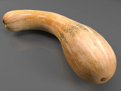 Butternut Squash Vegetable with Orange Color Green Speckles Curved Shape Smooth Texture on Gray Background 3d model