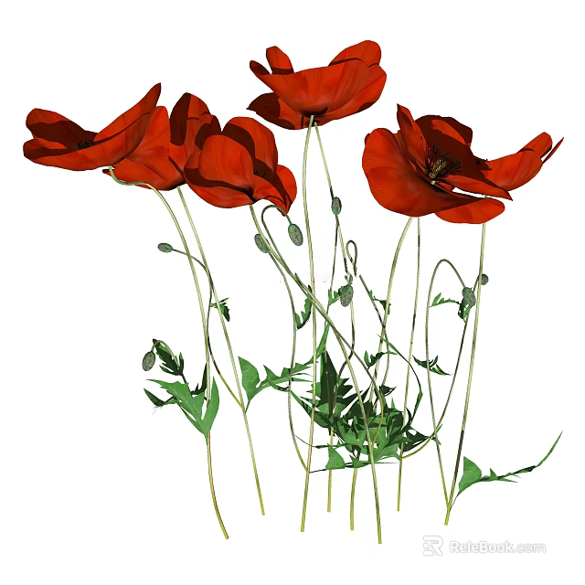 Blooming Red Poppies With Lush Green Stems And Leaves On White Background 3d model 
