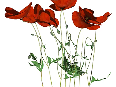 Blooming Red Poppies With Lush Green Stems And Leaves On White Background 3d model