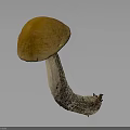 Fresh Natural Brownish Orange Cap Mushroom With White Stem Edible Food