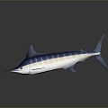 Northern bluefin tuna albacore tuna yellowfin tuna blackfin tuna 3d model