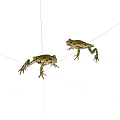 Two Green Yellow Frogs Standing On White Background With Natural Postures