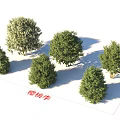 Cherry Plum Trees In Various Forms With Green Foliage For Landscape 3d model