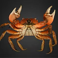 Orange Brown Crab With Large Claws On Black Background Detailed Appearance View