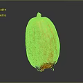Fresh Yellow Pumpkin with Orange Spots and Long Shape on Black Background with Bottom Reflection