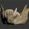 Well Preserved Anatomical Mandible Specimen Displayed With Teeth On Reflective Surface