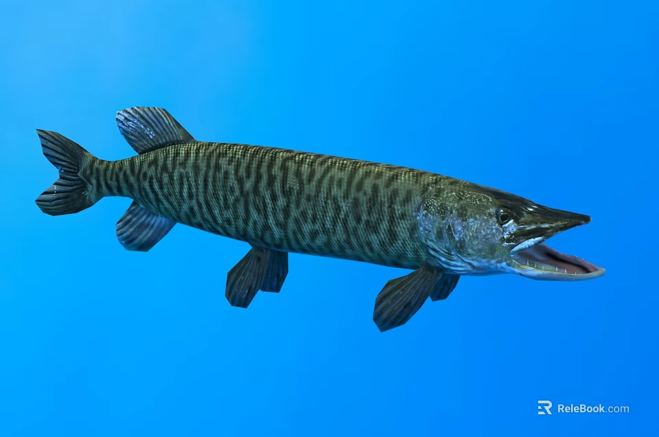 Aquatic Animal Pike With Striped Body And Open Mouth Swimming In Blue Water 3d model 