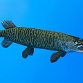 Aquatic Animal Pike With Striped Body And Open Mouth Swimming In Blue Water