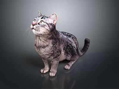 Realistic Gray Black Tabby Cat Sitting And Looking Up On Dark Background 3d model