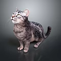 Realistic Gray Black Tabby Cat Sitting And Looking Up On Dark Background