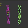Colorful DNA Double Helix Model Toy with Blue Main Structure and Colorful Segments