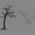 Dead Leafless Tree With Thick Trunk Exposed Roots And Fallen Branches 3d model
