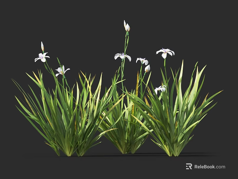 Clustered Herbaceous Flowers With Green Long Leaves And White Small Blooms On Slender Stems 3d model 