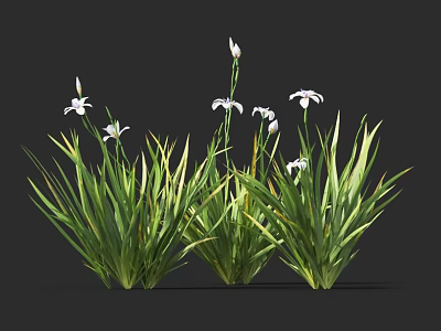 Clustered Herbaceous Flowers With Green Long Leaves And White Small Blooms On Slender Stems 3d model