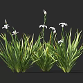Clustered Herbaceous Flowers With Green Long Leaves And White Small Blooms On Slender Stems
