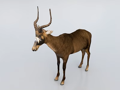 Brown Horned Reptile Standing On Plain White Background In Studio 3d model