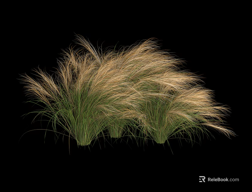 Ornamental Grass With Slender Leaves And Fluffy Golden Plumes Against Black Background 3d model 