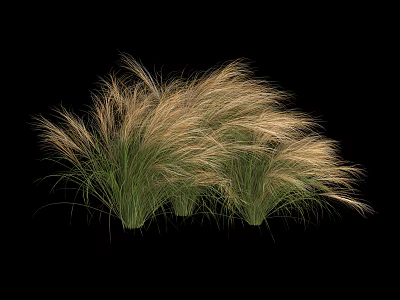Ornamental Grass With Slender Leaves And Fluffy Golden Plumes Against Black Background 3d model