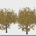 Two Arbor Trees With Lush Yellow Foliage In Natural Outdoor Setting