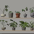 Potted Plants on Wooden Shelves with Various Types and Colorful Shaped Pots Light Wall