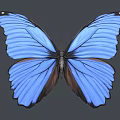 Vibrant Blue Butterfly With Striking Wing Texture And Color