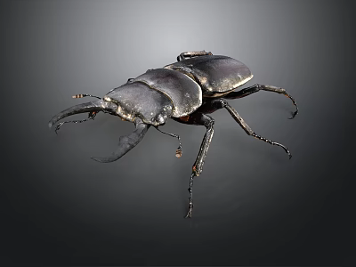 Stag Beetle With Shiny Dark Exoskeleton Large Mandibles Close Up Isolated On Dark Background 3d model
