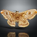 Brown and Yellow Moth with Eye Patterns on Spread Wings and Reflection on Dark Surface 3d model