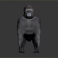 Realistic 3D Gorilla Model in Natural Standing Pose on Dark Background 3d model