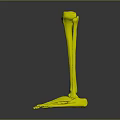 3D Leg and Foot Skeleton Model Medical Device with Colored Anatomical Markers