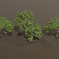 Vibrant Green Trees With Lush Foliage And Strong Trunks In Natural Setting