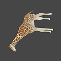 Realistic Giraffe 3D Model With Brown White Spots And Long Neck Standing On Black Background