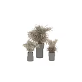 Modern Garden Ornaments Featuring Dried Pampas Grass In Tall And Short Ribbed Vases