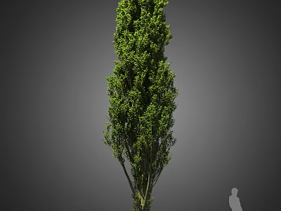 Tall Green Tree With Lush Foliage Against Gray Background And Human Figure 3d model
