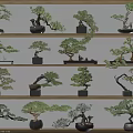 Various Bonsai Trees Displayed On Wooden Shelves With Decorative Pots