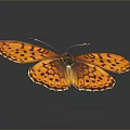 Beautiful Orange Butterfly With Black Spots On Wings Against Dark Background