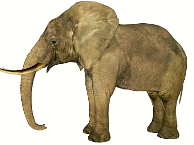 Realistic Elephant With Large Ears Long Tusk And Gray Skin Texture 3d model