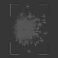 Lush Ornamental Grass With White Slender Leaves Against Black Background And Indicated Height Measurement