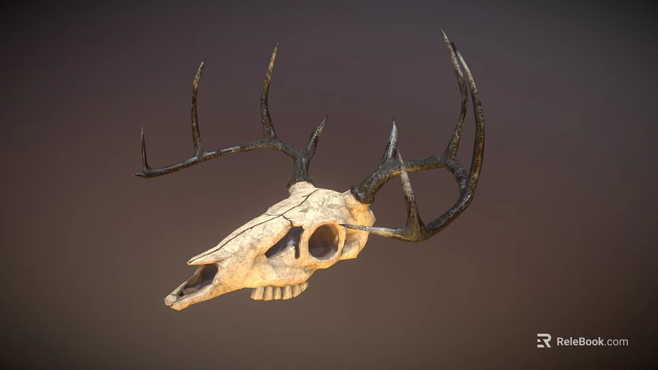 Detailed Deer Skull with Intricate Antlers and Natural Bone Texture 3d model 