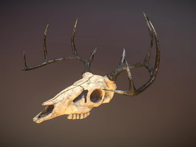 Detailed Deer Skull with Intricate Antlers and Natural Bone Texture 3d model