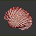 Natural White Marine Seashell With Ribbed Texture On Dark Background 3d model